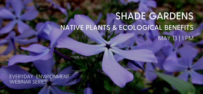 purple native plants
